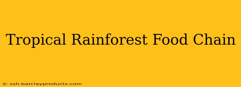 Tropical Rainforest Food Chain